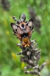 Ectophasia crassipennis