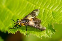 Chrysops caecutiens
