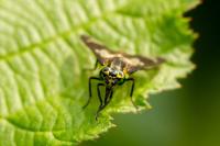 Chrysops caecutiens