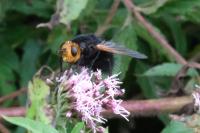 Tachina grossa