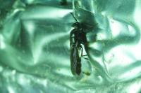 Hermetia illucens