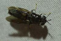 Hermetia illucens