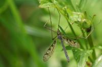 Limnophila pictipennis