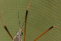 Tipula paludosa