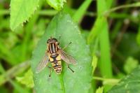 Helophilus pendulus