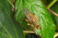 Scathophaga stercoraria