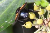 Mesembrina meridiana