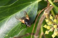 Mesembrina meridiana