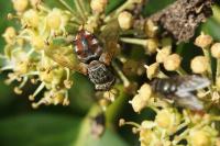 Peleteria iavana