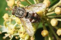 Peleteria iavana