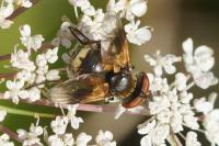 Ectophasia crassipennis
