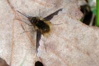 Bombylius major