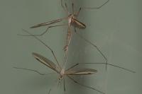 Tipula oleracea