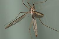 Tipula oleracea