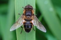 Eristalis