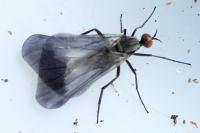 Rhamphomyia marginata