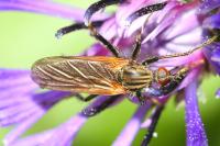 Empis tessellata