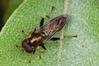 Xylota segnis