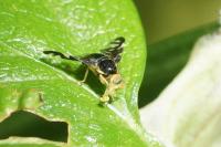 Euleia heraclei