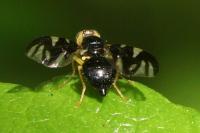 Euleia heraclei