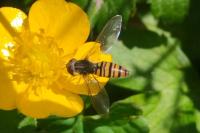 Episyrphus balteatus