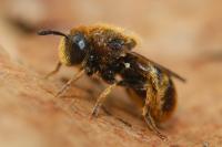 Microdon