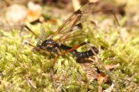 Dictenidia bimaculata