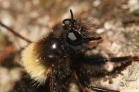Laphria ephippium