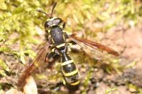 Sphiximorpha subsessilis