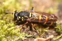 Sphiximorpha subsessilis