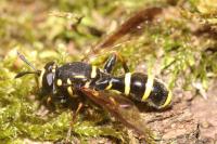 Sphiximorpha subsessilis