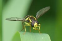 Philhelius pedissequus