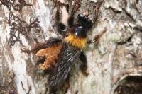 Laphria ephippium