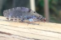 Osmylus fulvicephalus