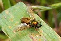 Chloromyia formosa