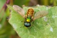 Chloromyia formosa