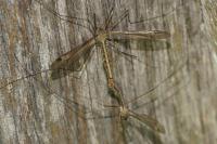 Tipula lateralis