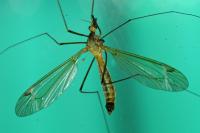 Tipula fascipennis