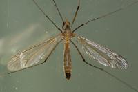 Tipula fascipennis
