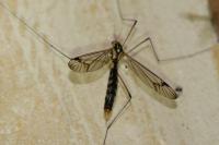 Nephrotoma quadrifaria