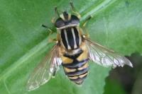 Helophilus pendulus