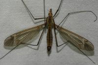 Tipula fascipennis