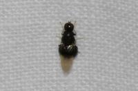 Pachygaster atra