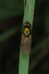 Chloromyia formosa