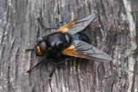 Mesembrina meridiana