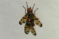 Otites porcus