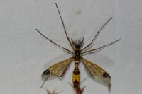 Ctenophora ornata