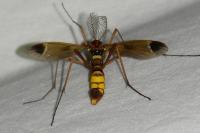 Ctenophora ornata