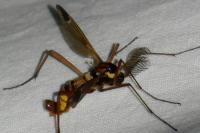 Ctenophora ornata