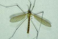 Nephrotoma flavescens